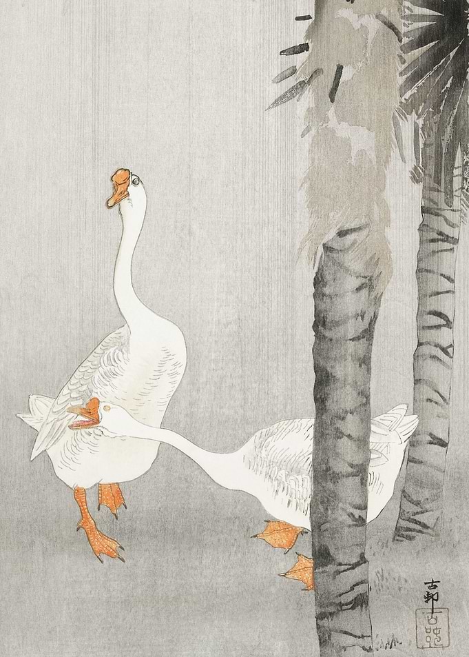 Tame geese in rain 1900