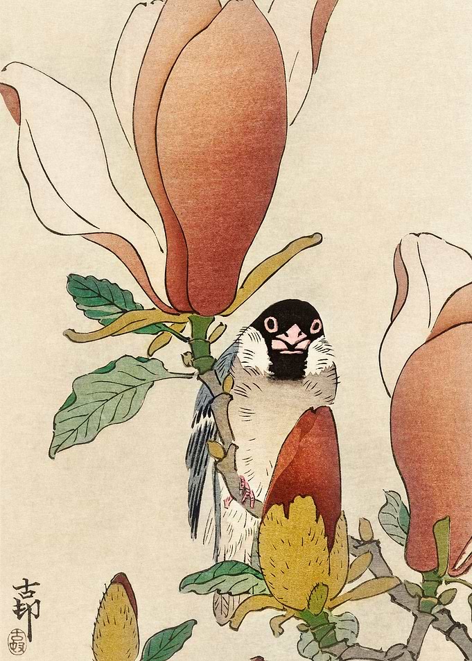 Sparrow on magnolia