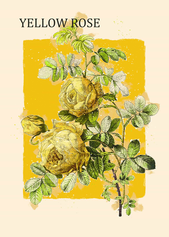 Yellow Rose
