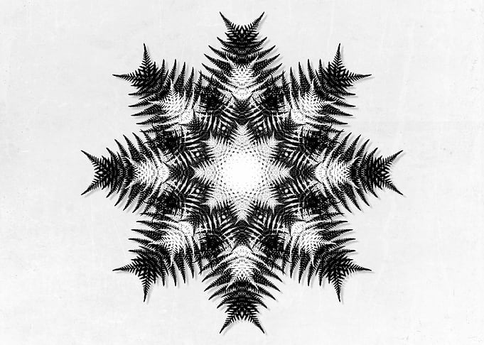 Fern