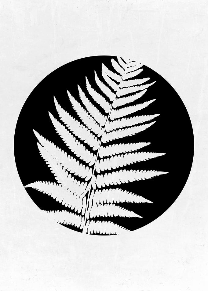 Fern