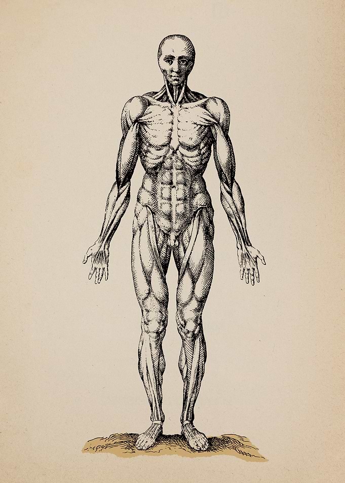 The Study of Man II
