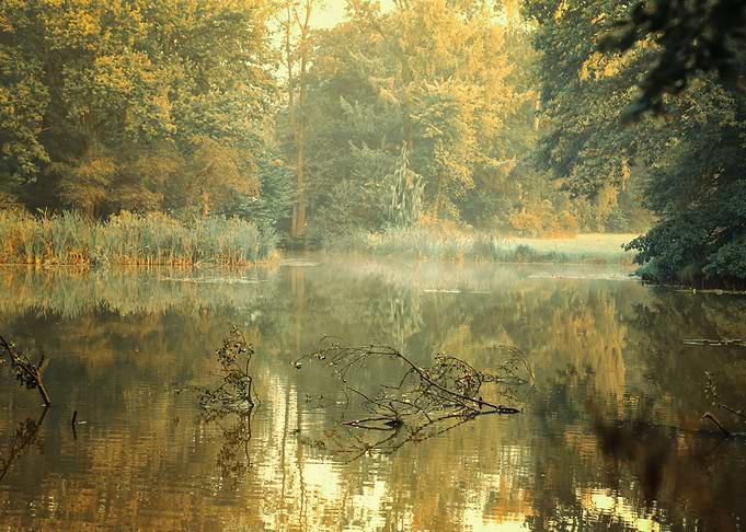 Autumn foggy lake in park