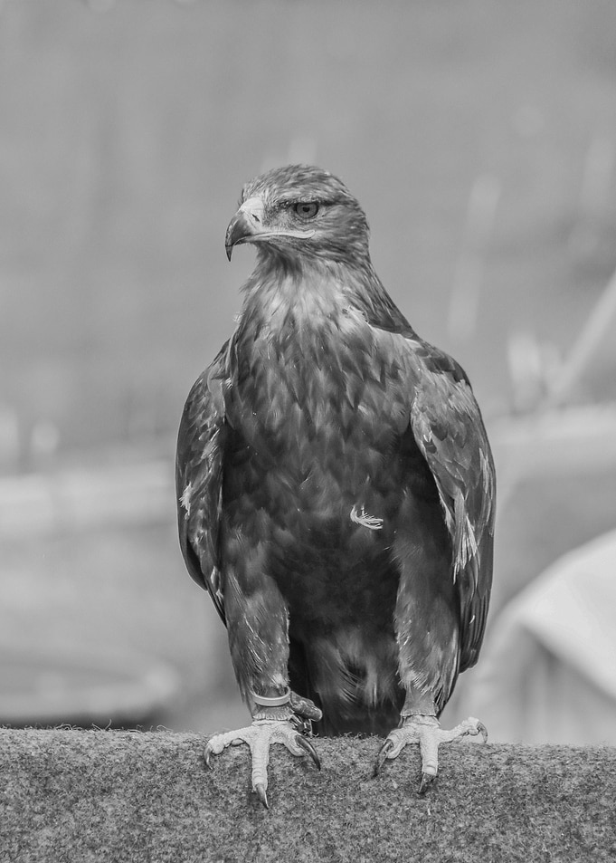 Aquila Nipalensis