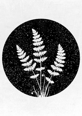 Fern