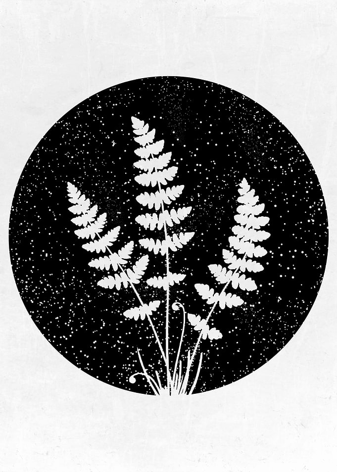 Fern