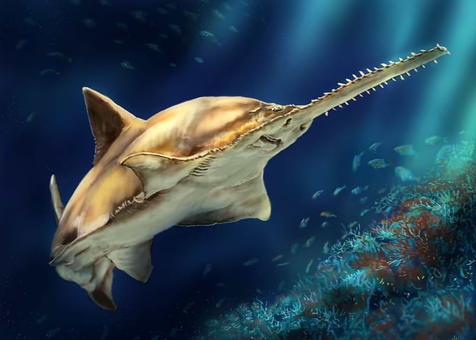 Smalltooth Sawfish