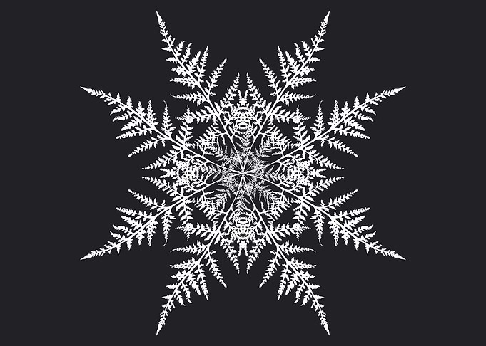 Fern