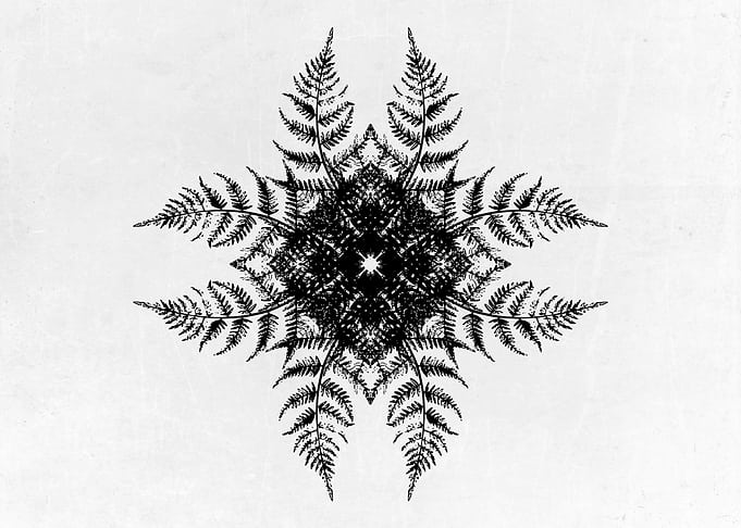 Fern