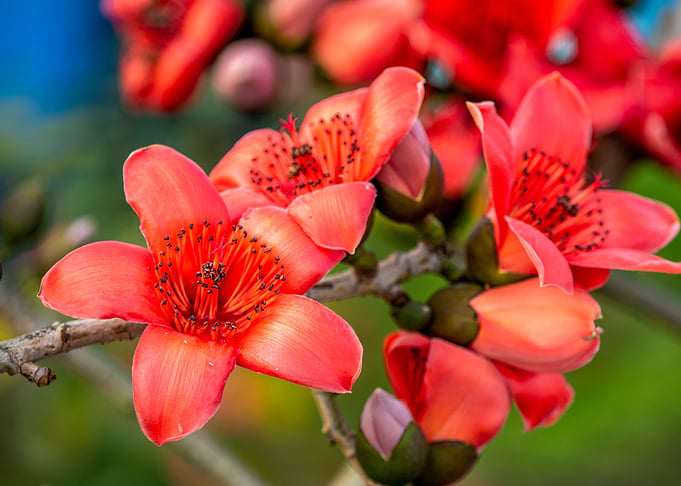 Bombax ceiba in focus