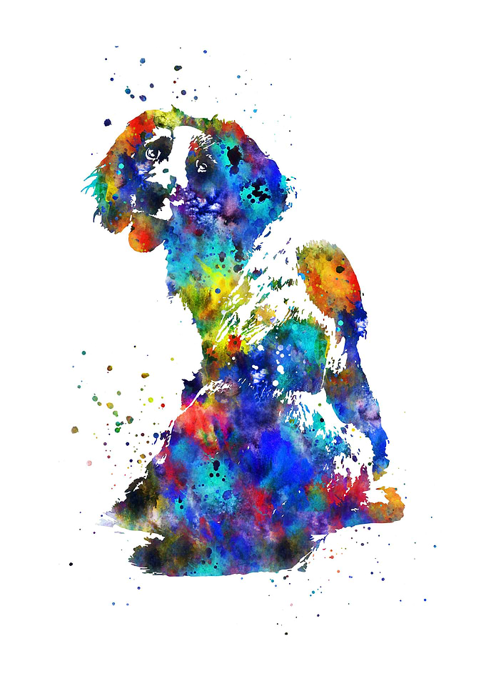 English springer spaniel
