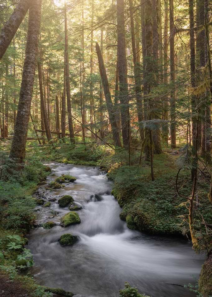 Enchanted forest morning