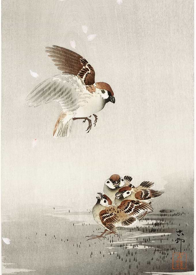 Tree sparrow with boy