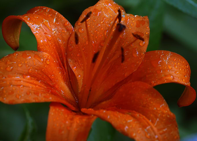 Red lily