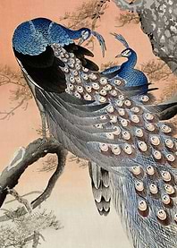 Two peacocks on a tree