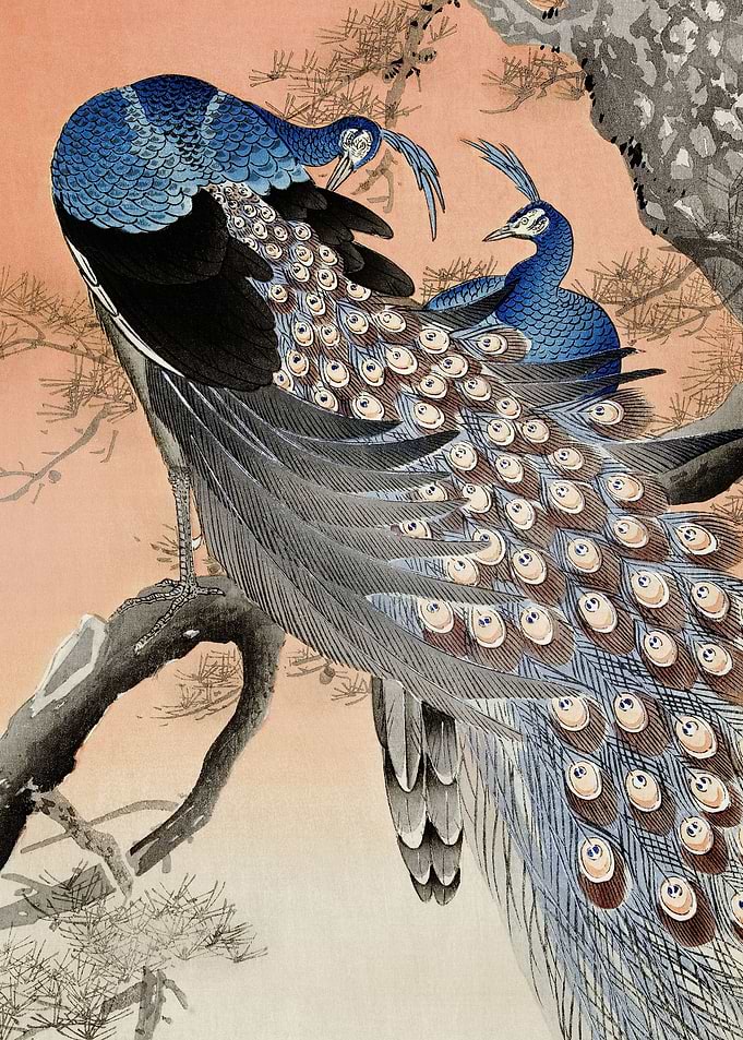 Two peacocks on a tree