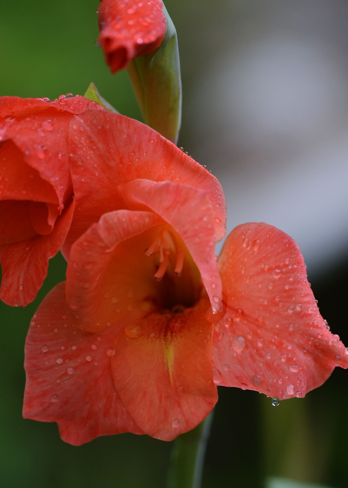 Red gladiolus flower