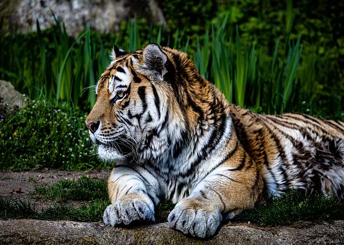 Tiger 2