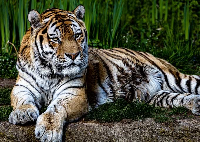 Tiger 3