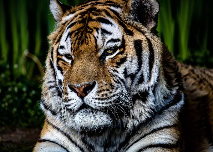 Tiger 1