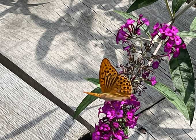 A yellow butterfly