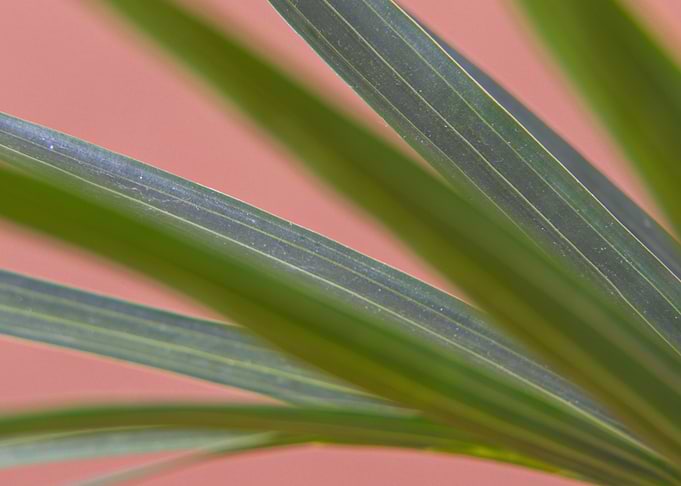 green leaf