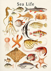 Sea Life Collection