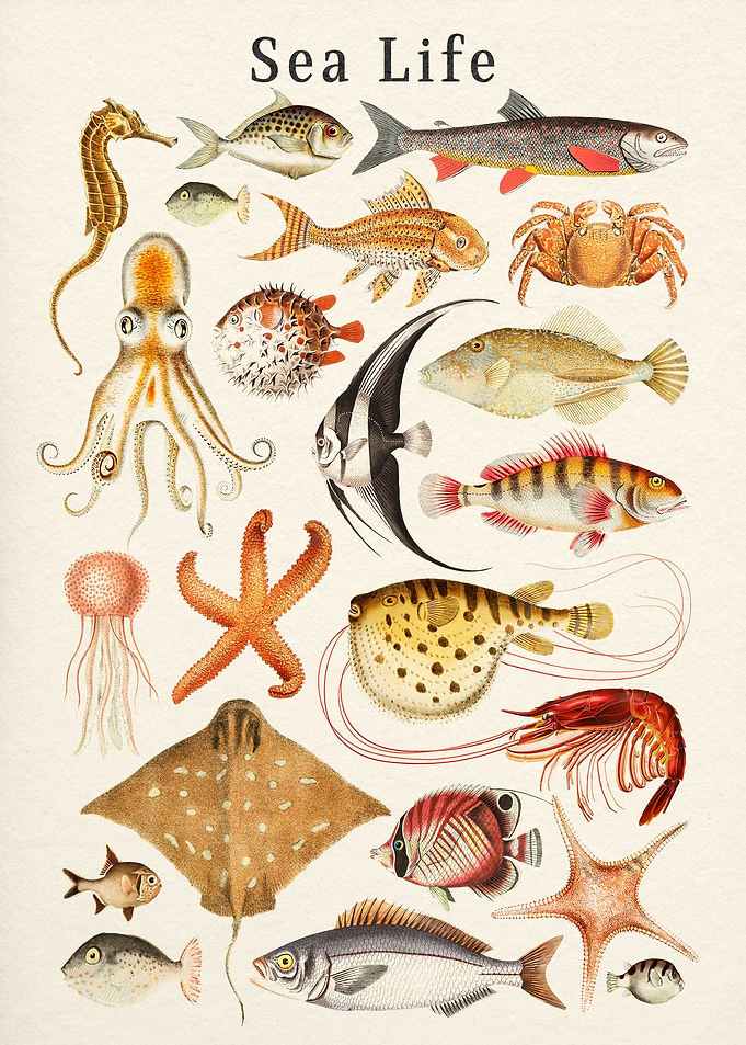 Sea Life Collection