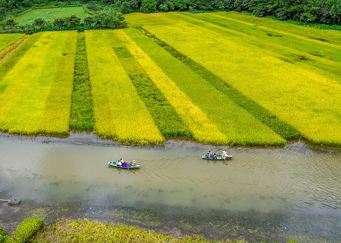 Touring a long rice fields