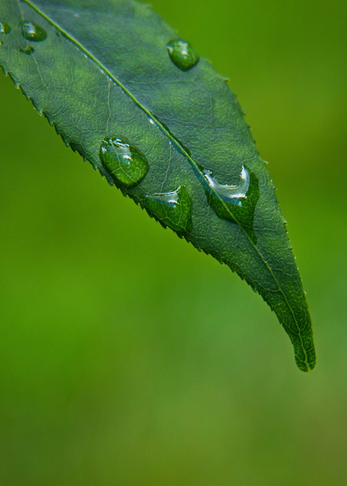 rain drops