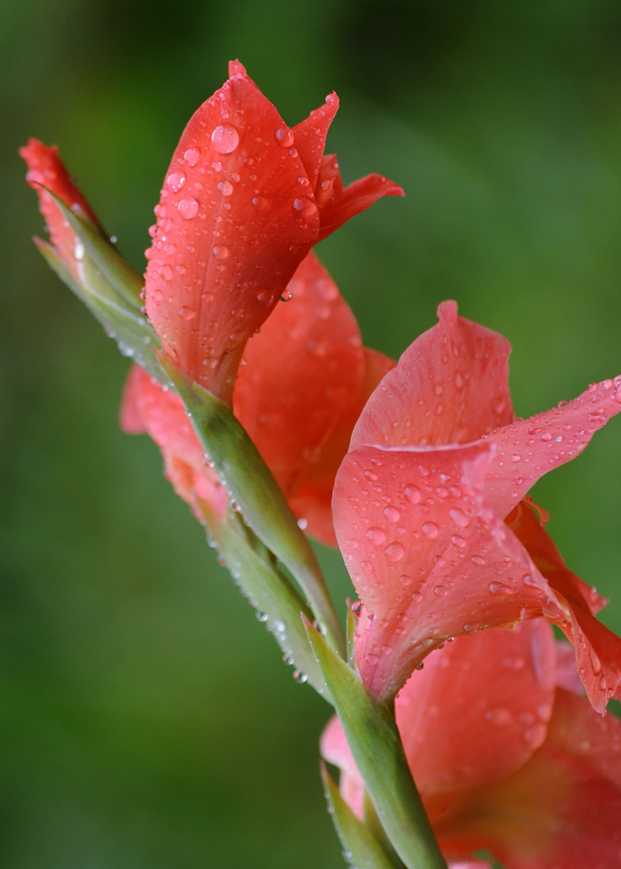 Gladiolus pink
