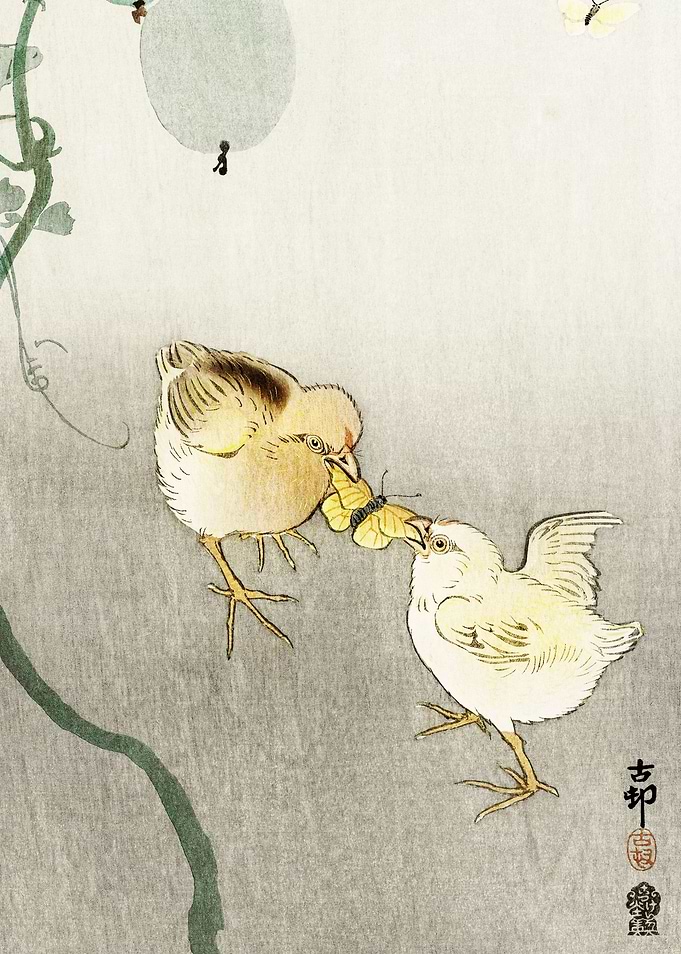 Two chicks and butterfly