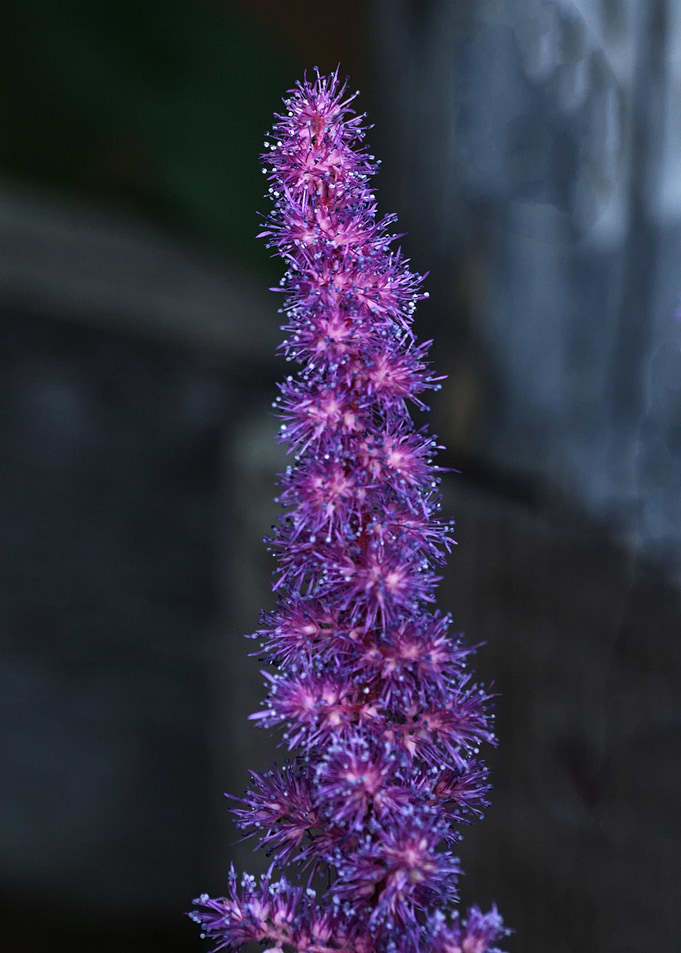 Astilbe flower