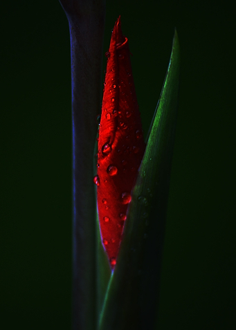 Red flower