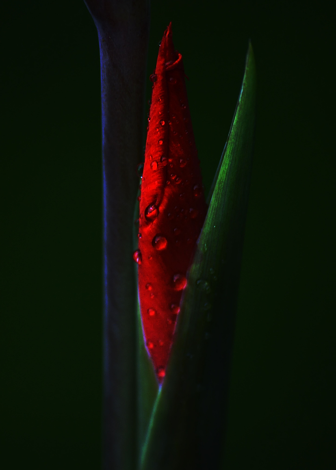 Red flower