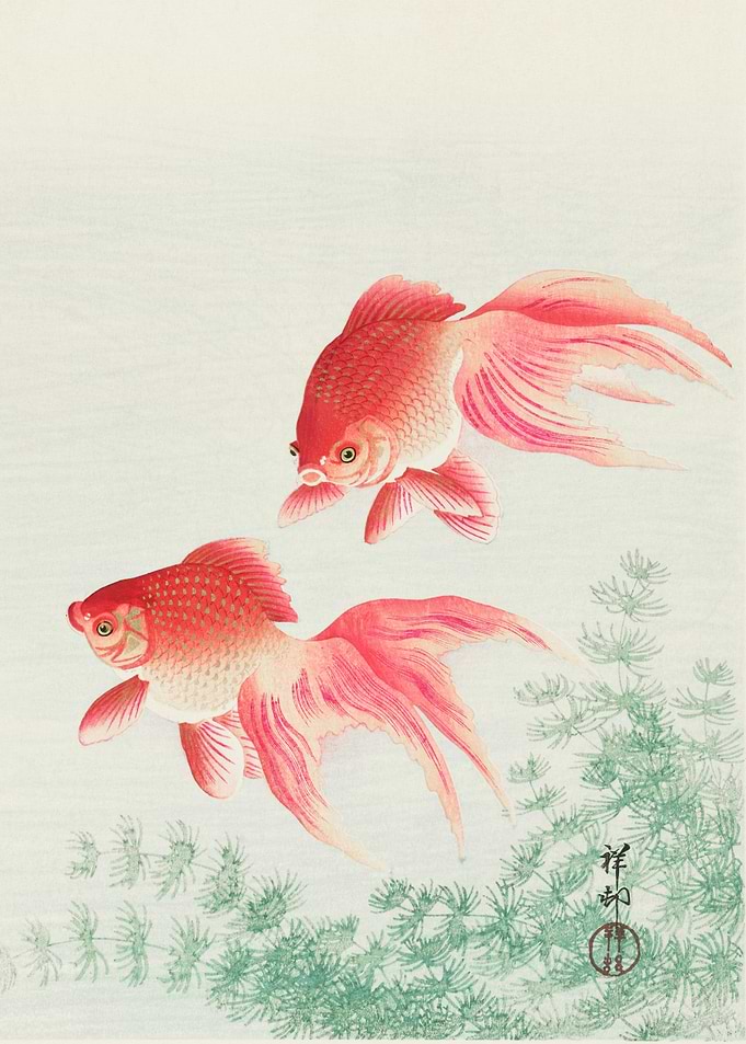 Two veil goldfish 1926