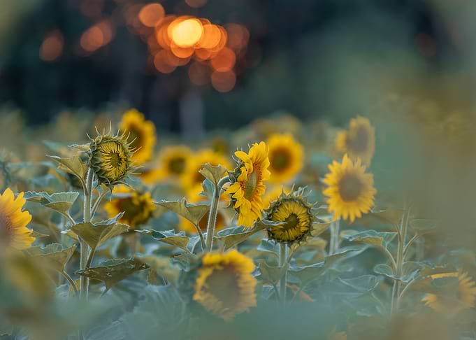 Sunflowers in the evening