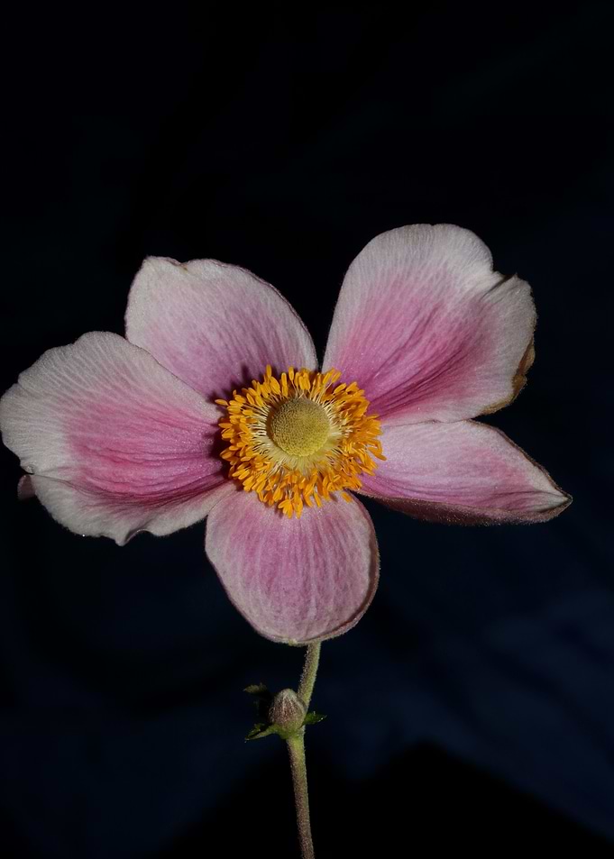Anemone flower blossoming
