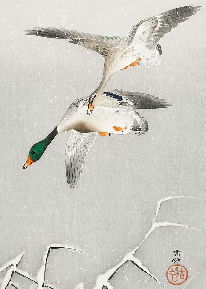 Two wild ducks in flight