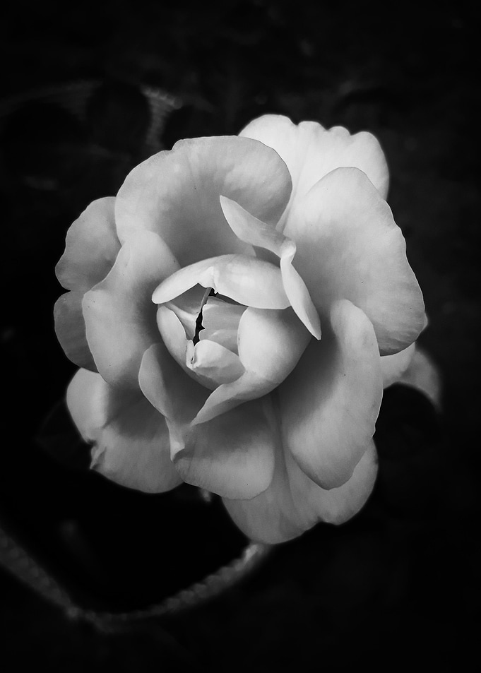 Monochromatic vintage rose
