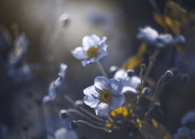 Summer anemones, macro
