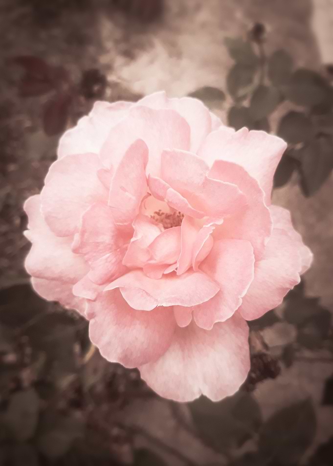 Vintage coral rose