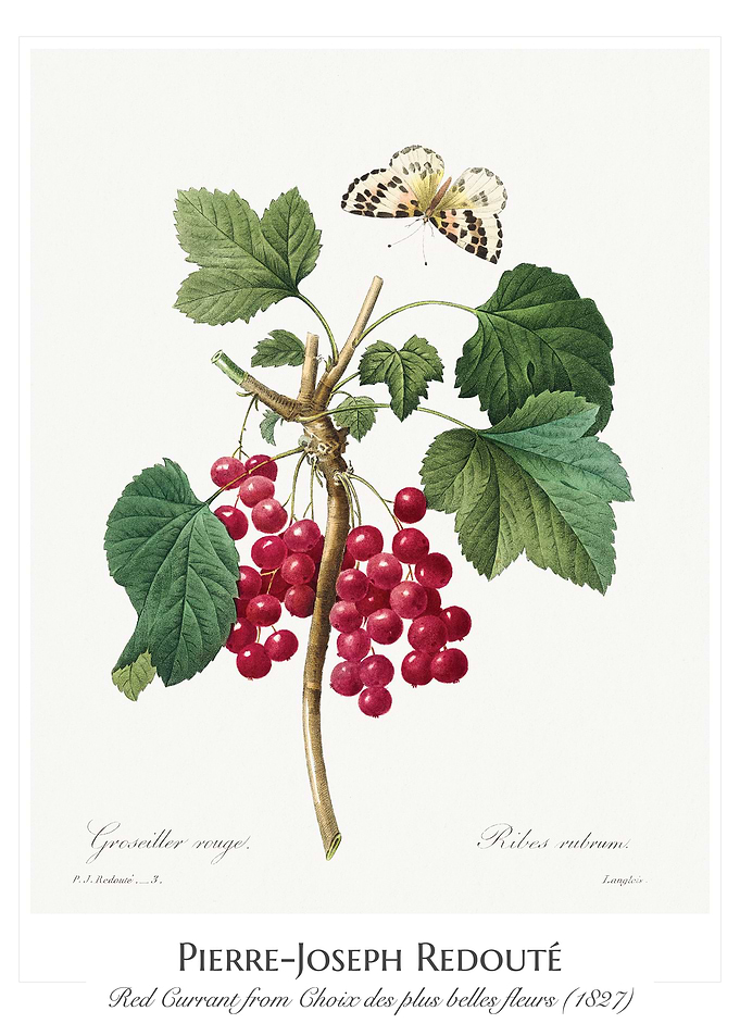 Red Currant
