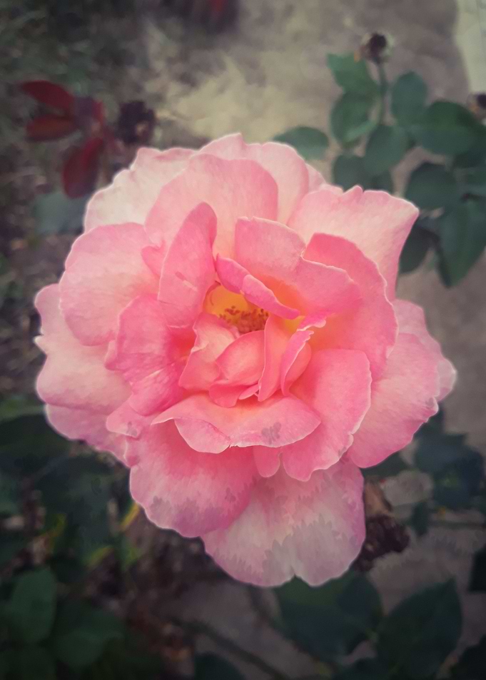 Retro pink rose