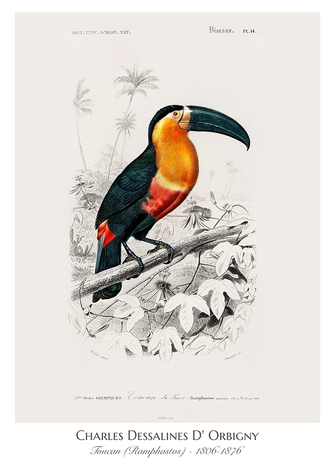 Toucan Ramphastos