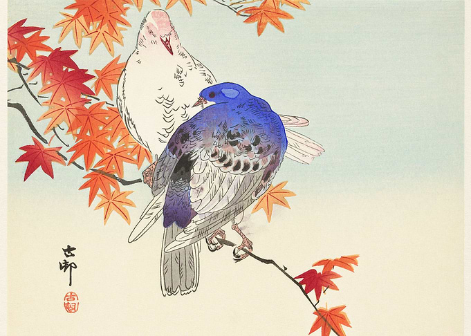 Two pigeons on autumn bran