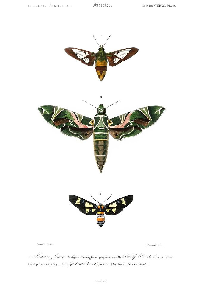 Moths