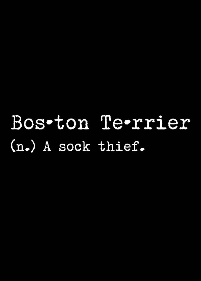 Boston Terrier Sock Thief