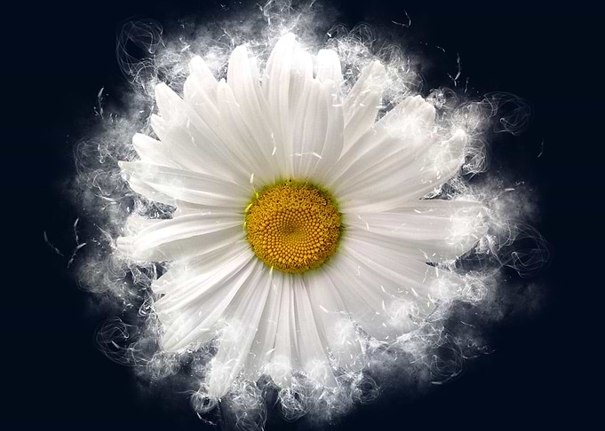 chamomile smoky