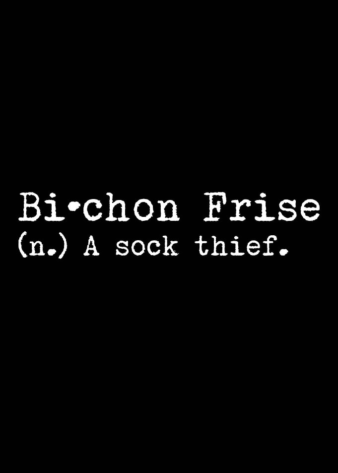Bichon Frise A Sock Thief